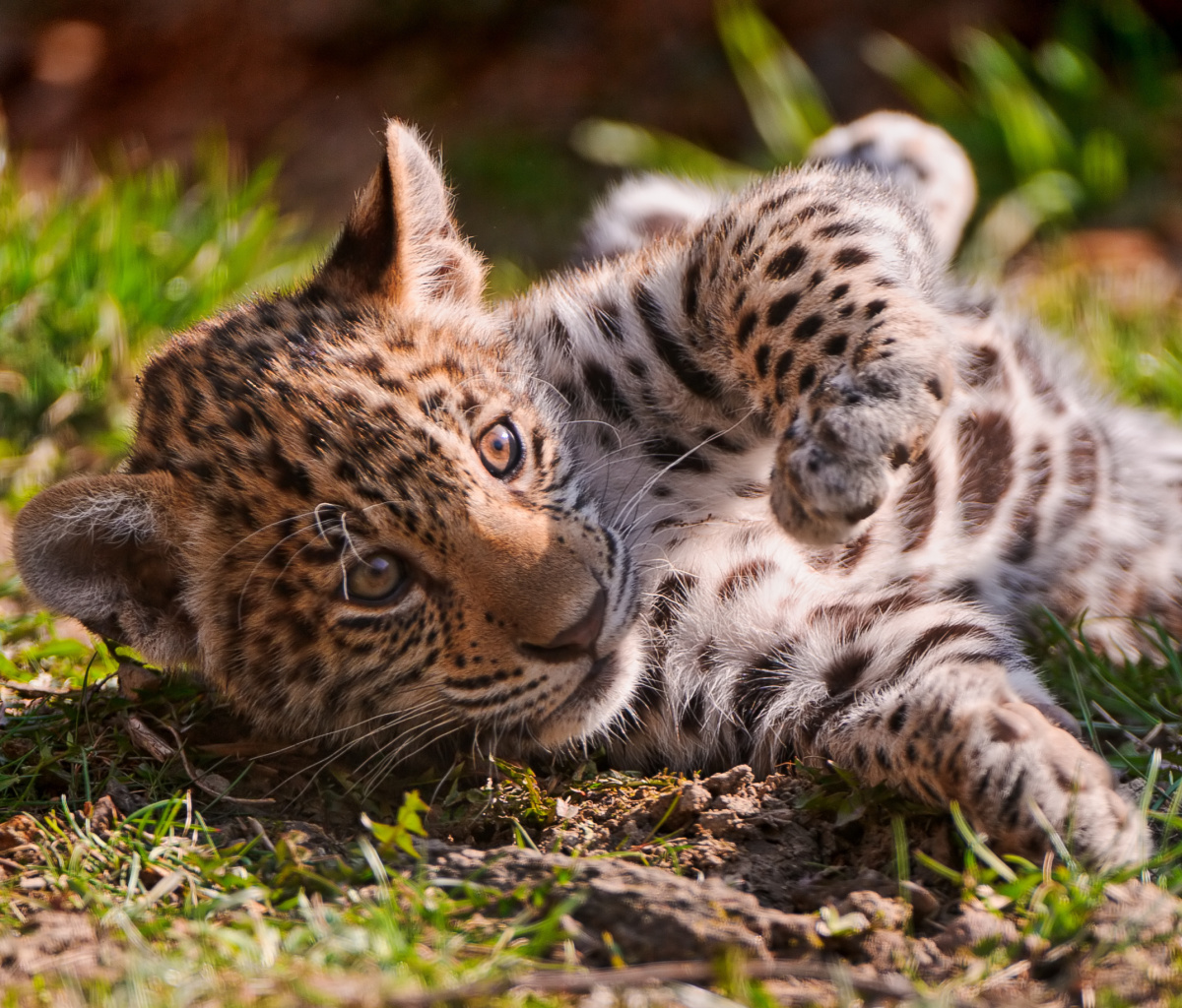 Jaguar Cub wallpaper 1200x1024