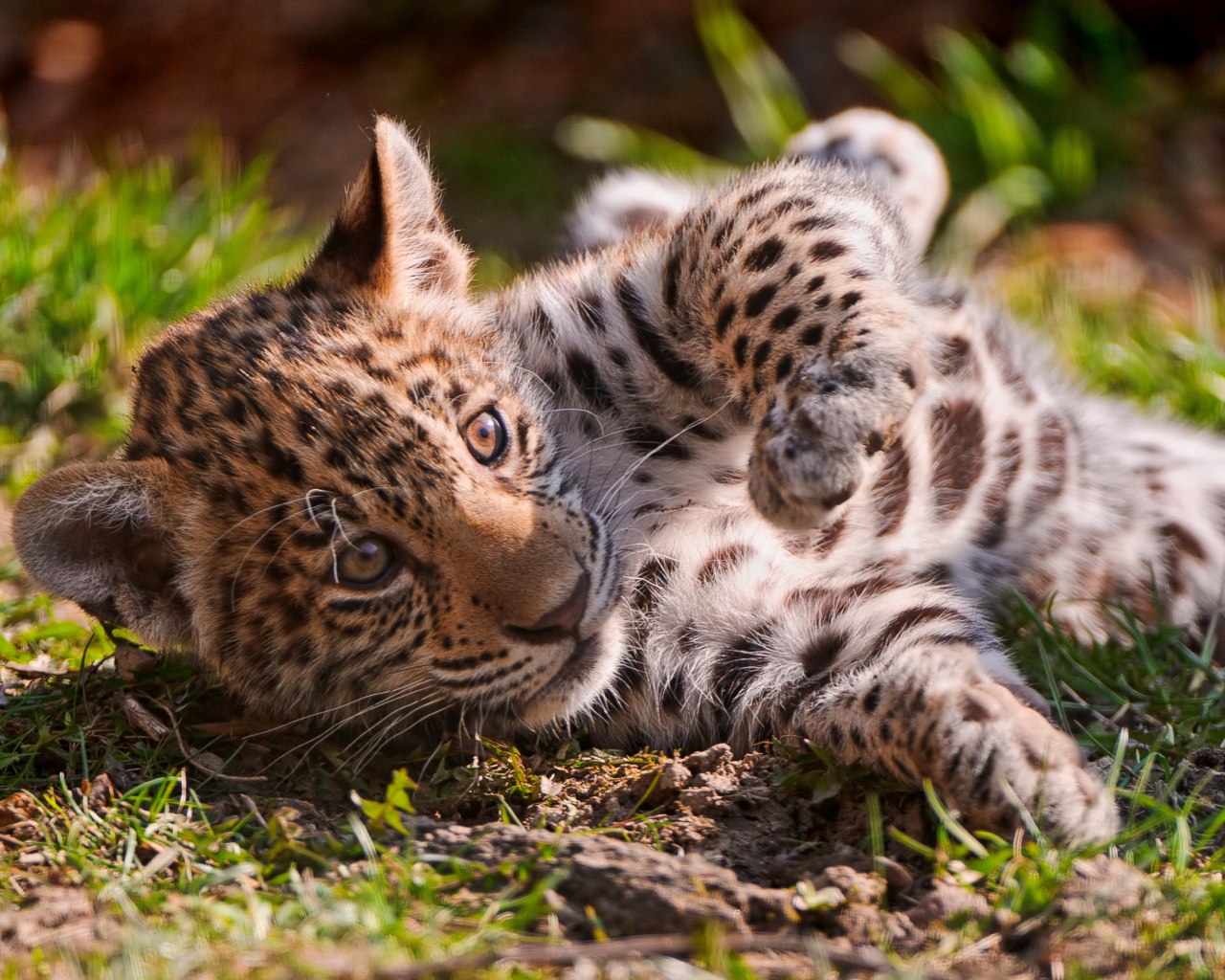 Sfondi Jaguar Cub 1280x1024