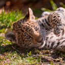 Jaguar Cub screenshot #1 128x128