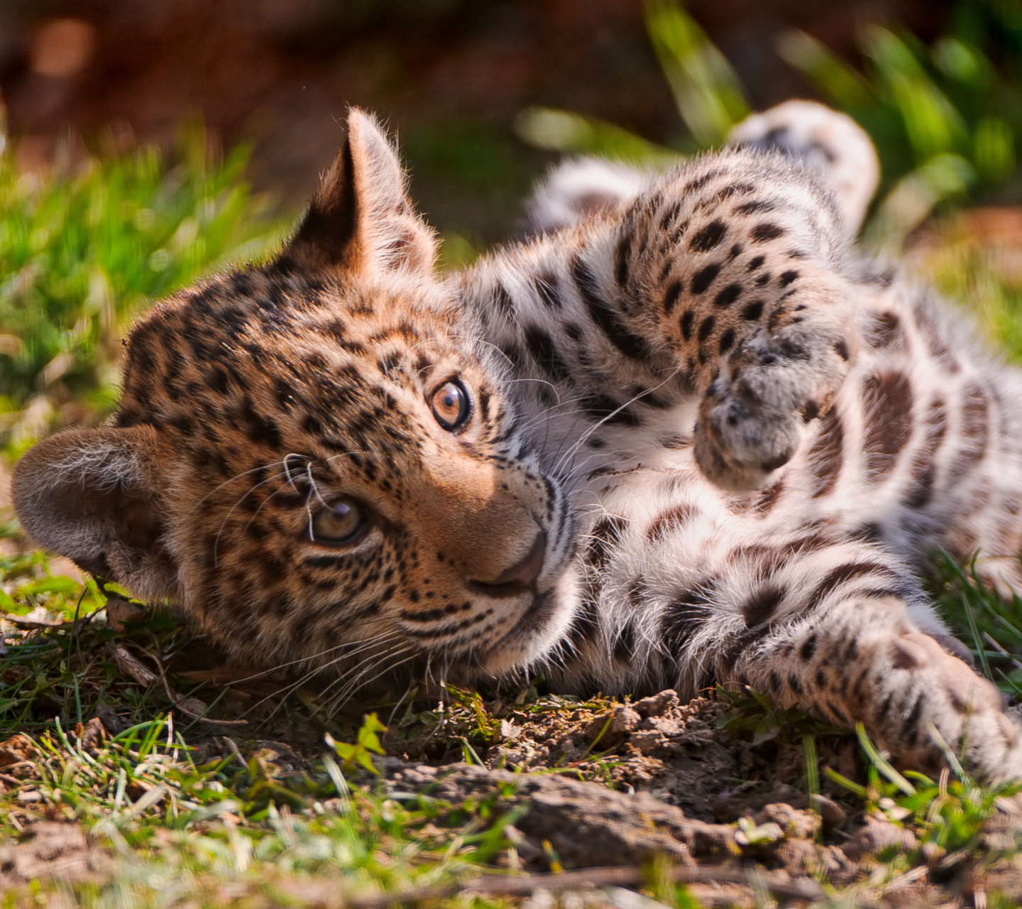 Das Jaguar Cub Wallpaper 1440x1280