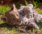 Jaguar Cub wallpaper 176x144