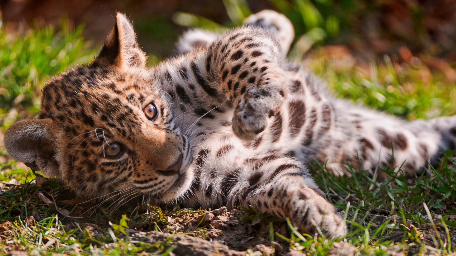 Das Jaguar Cub Wallpaper 1920x1080