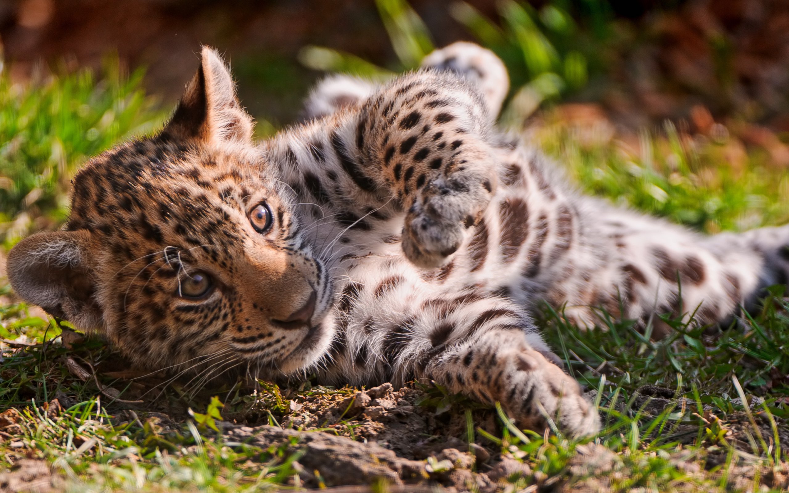 Das Jaguar Cub Wallpaper 2560x1600