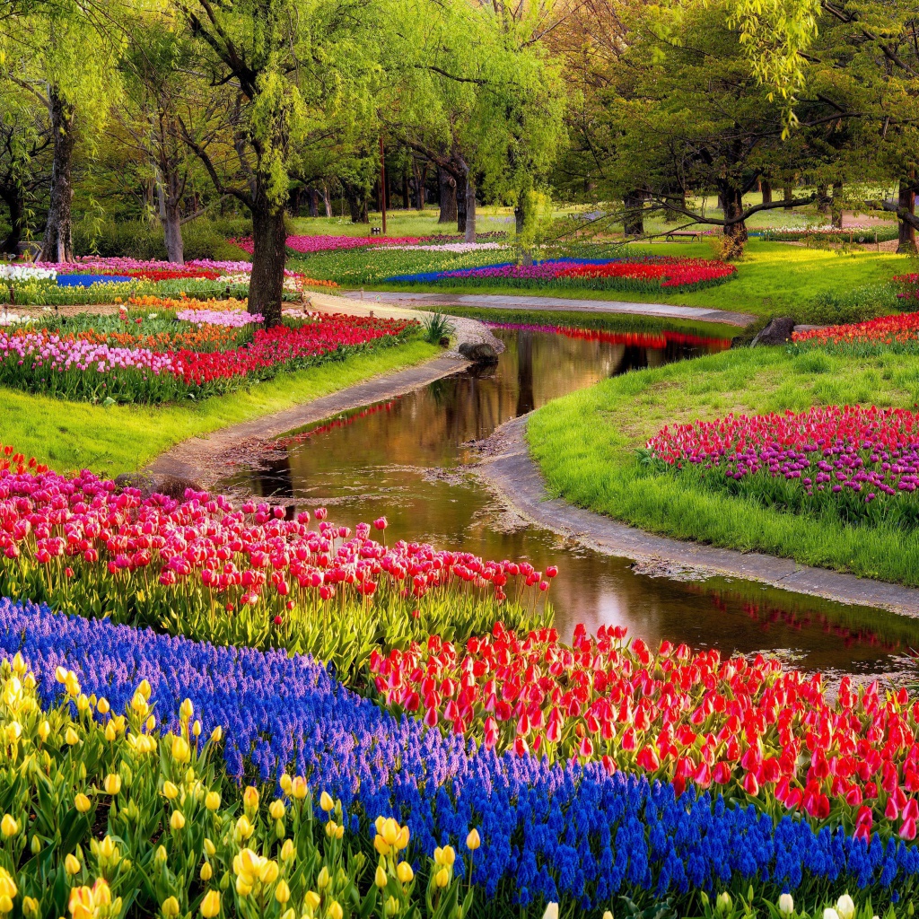 Tulips and Muscari Spring Park wallpaper 1024x1024