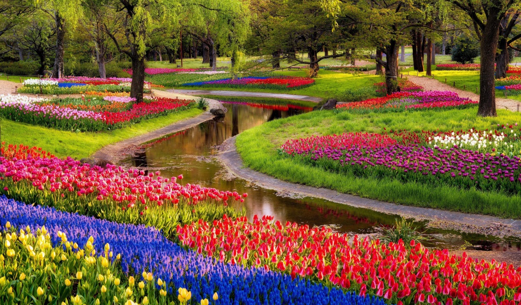 Sfondi Tulips and Muscari Spring Park 1024x600