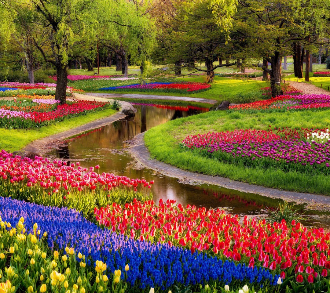 Обои Tulips and Muscari Spring Park 1080x960