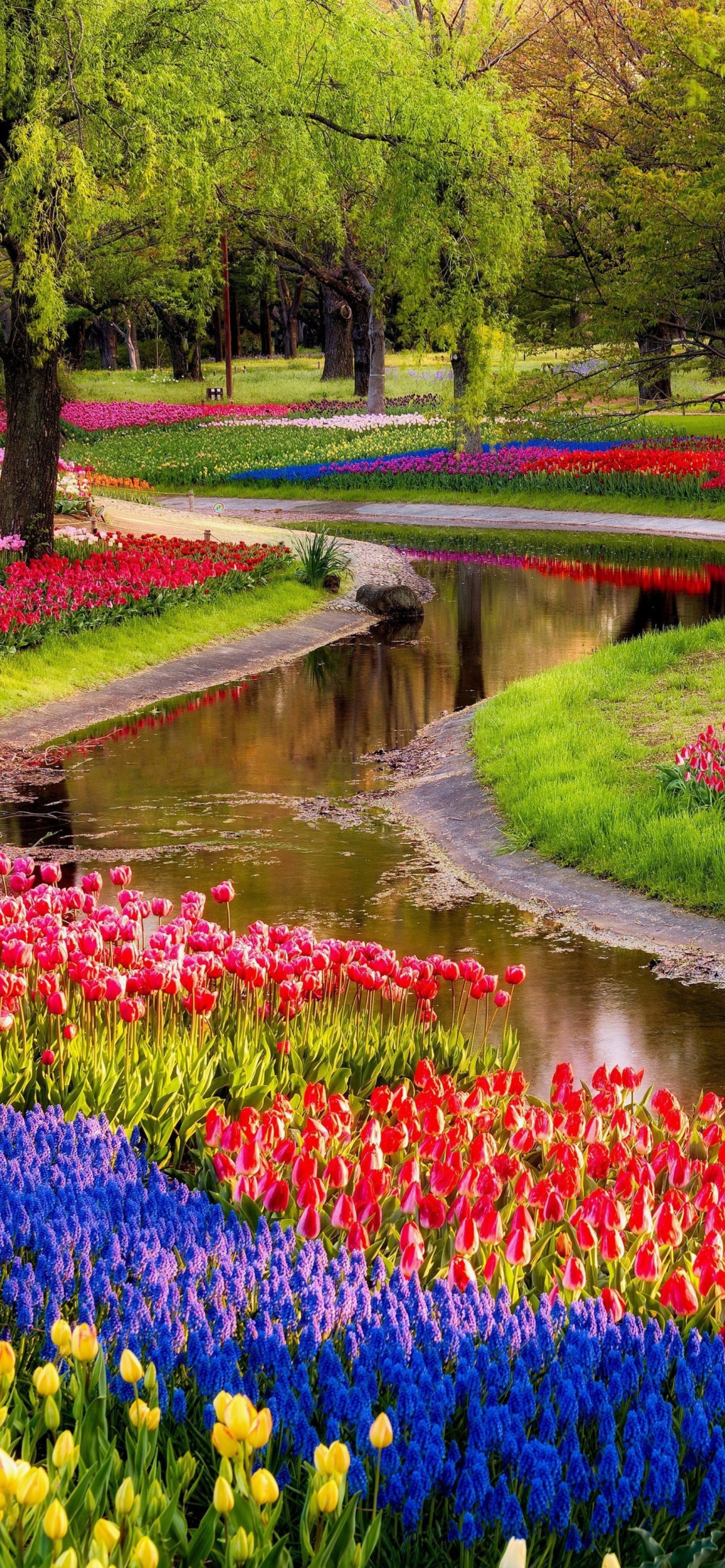 Tulips and Muscari Spring Park wallpaper 1170x2532