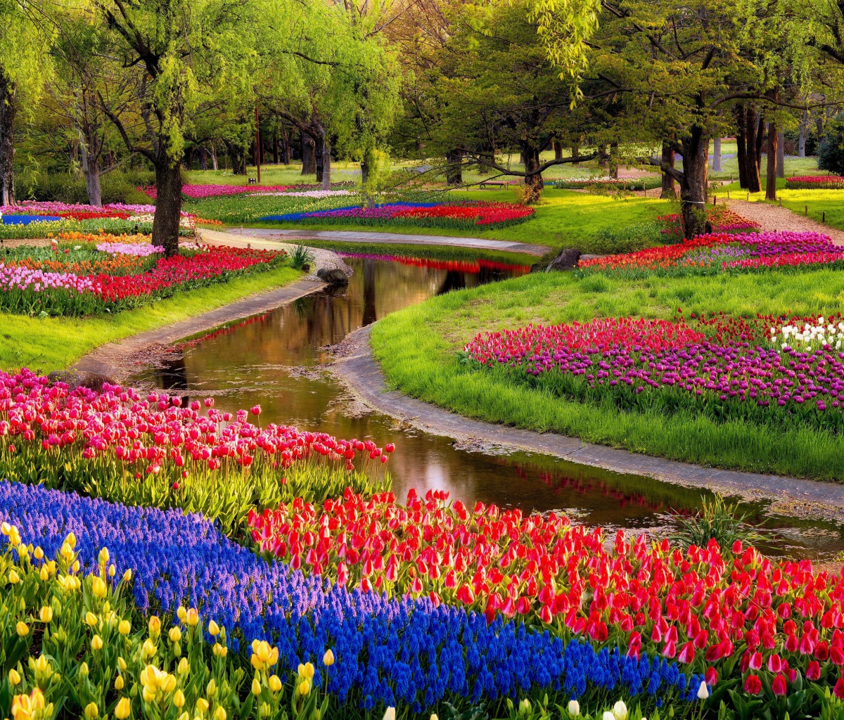 Das Tulips and Muscari Spring Park Wallpaper 1200x1024