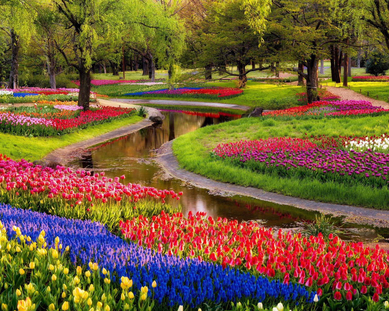 Das Tulips and Muscari Spring Park Wallpaper 1280x1024