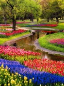 Tulips and Muscari Spring Park wallpaper 132x176