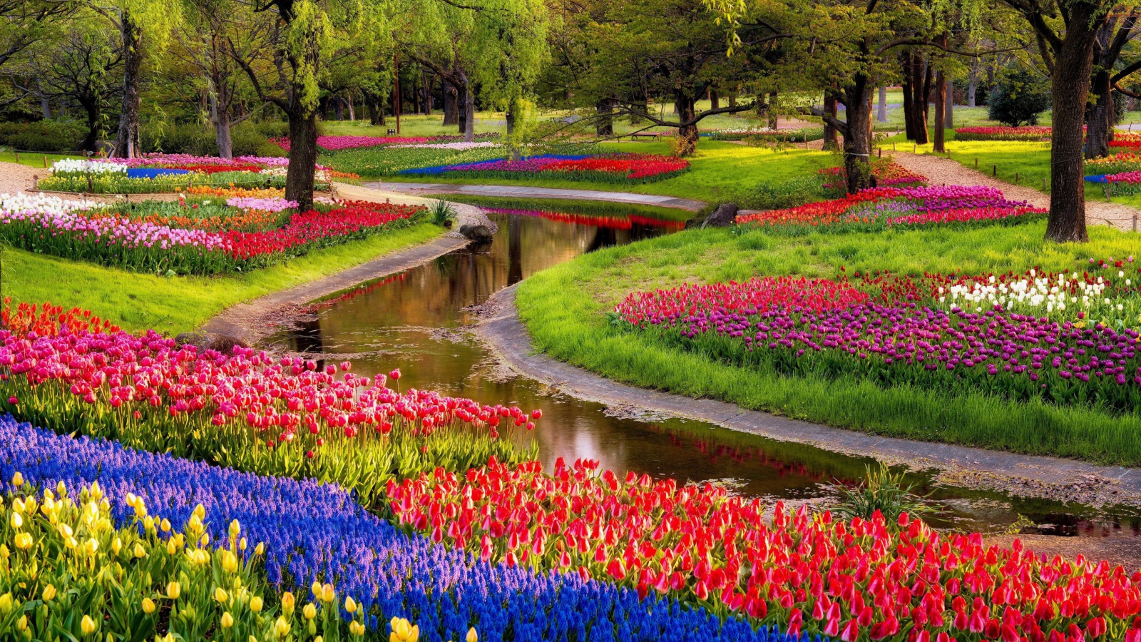 Tulips and Muscari Spring Park screenshot #1 1600x900