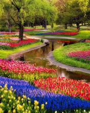 Tulips and Muscari Spring Park wallpaper 176x220