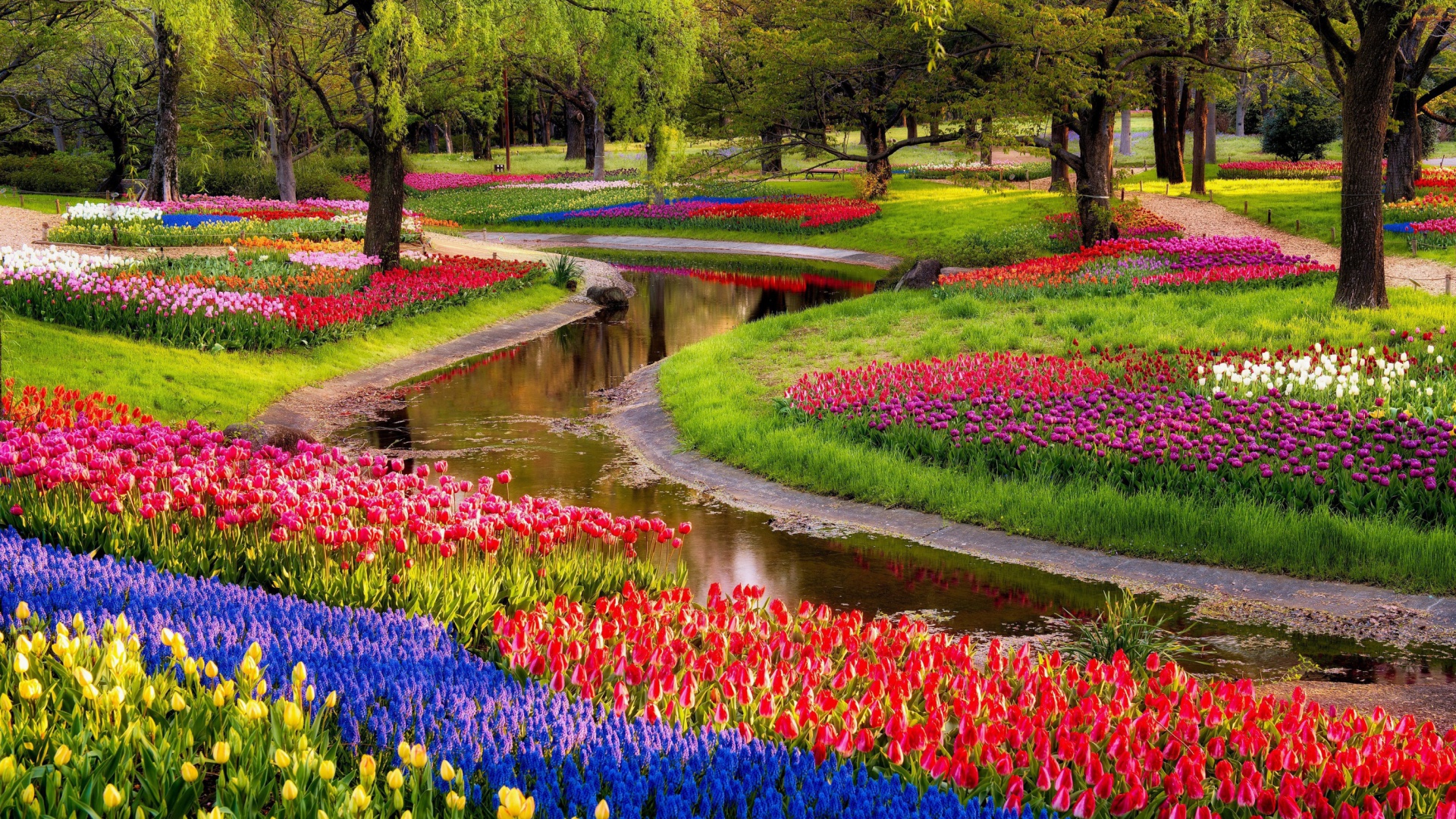 Tulips and Muscari Spring Park wallpaper 1920x1080