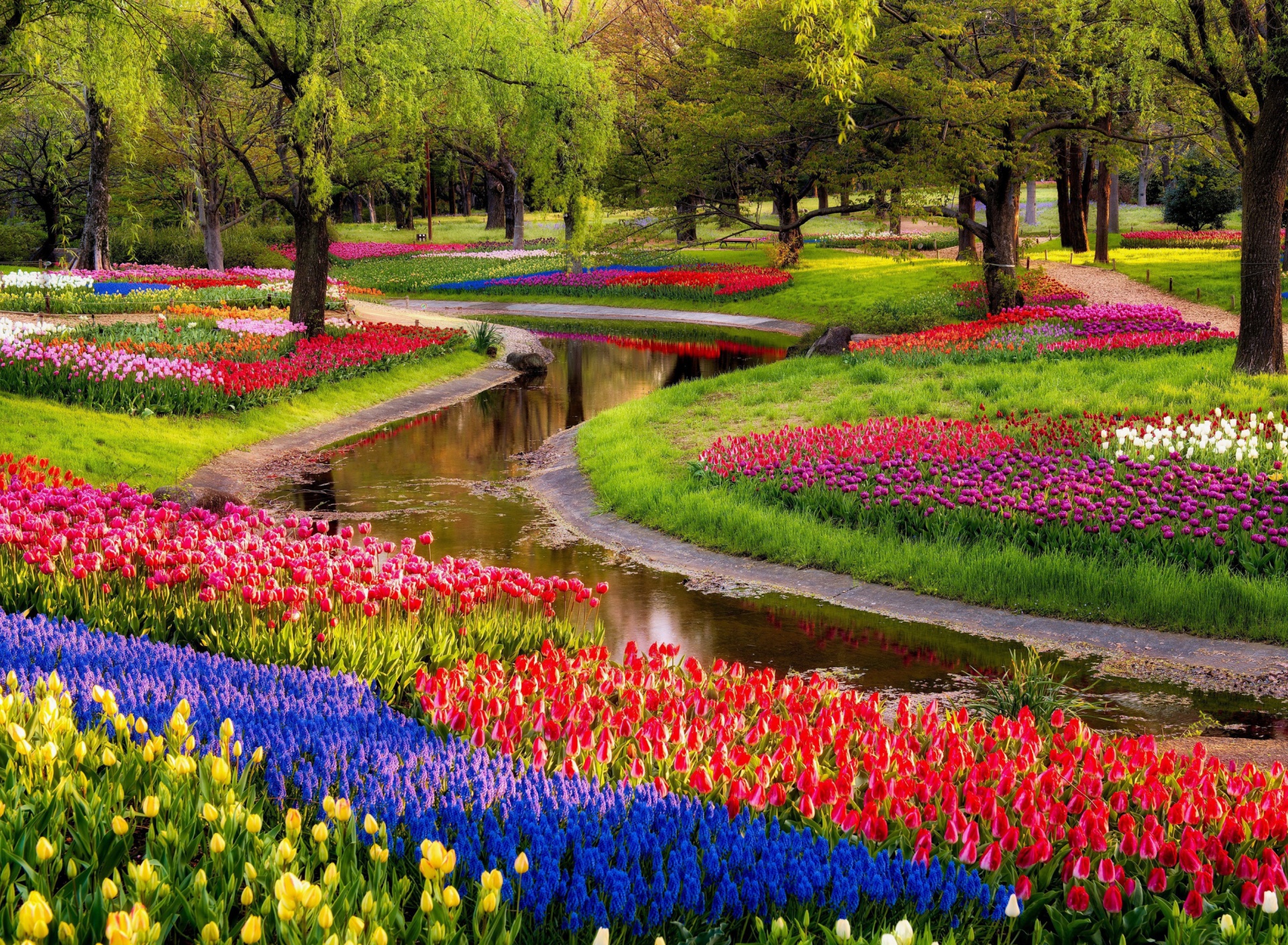 Tulips and Muscari Spring Park wallpaper 1920x1408