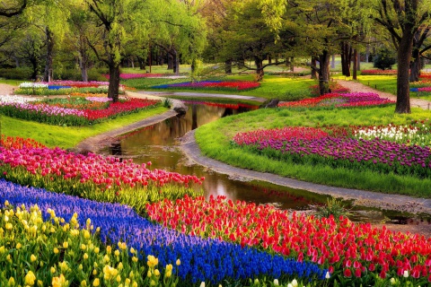 Обои Tulips and Muscari Spring Park 480x320