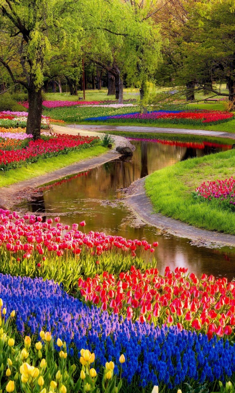 Screenshot №1 pro téma Tulips and Muscari Spring Park 480x800