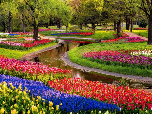 Fondo de pantalla Tulips and Muscari Spring Park 640x480