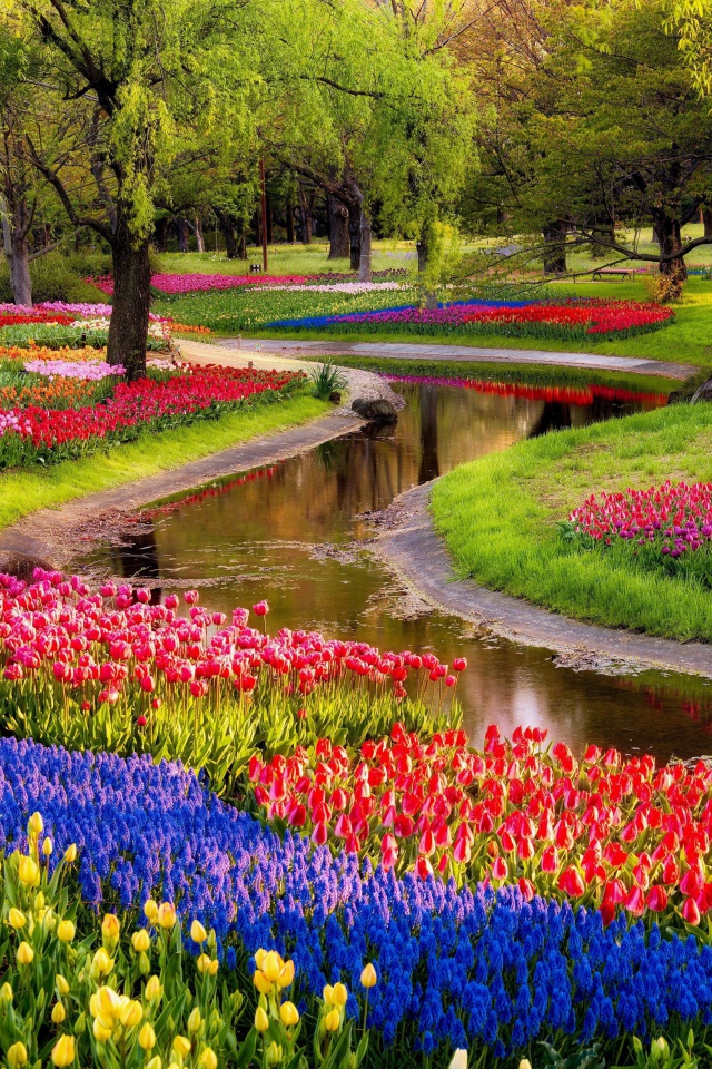 Tulips and Muscari Spring Park wallpaper 640x960