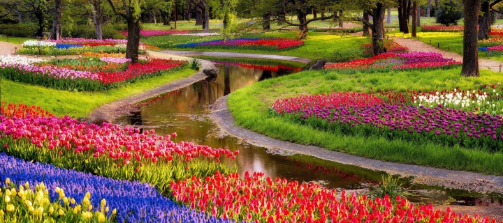 Tulips and Muscari Spring Park wallpaper 720x320