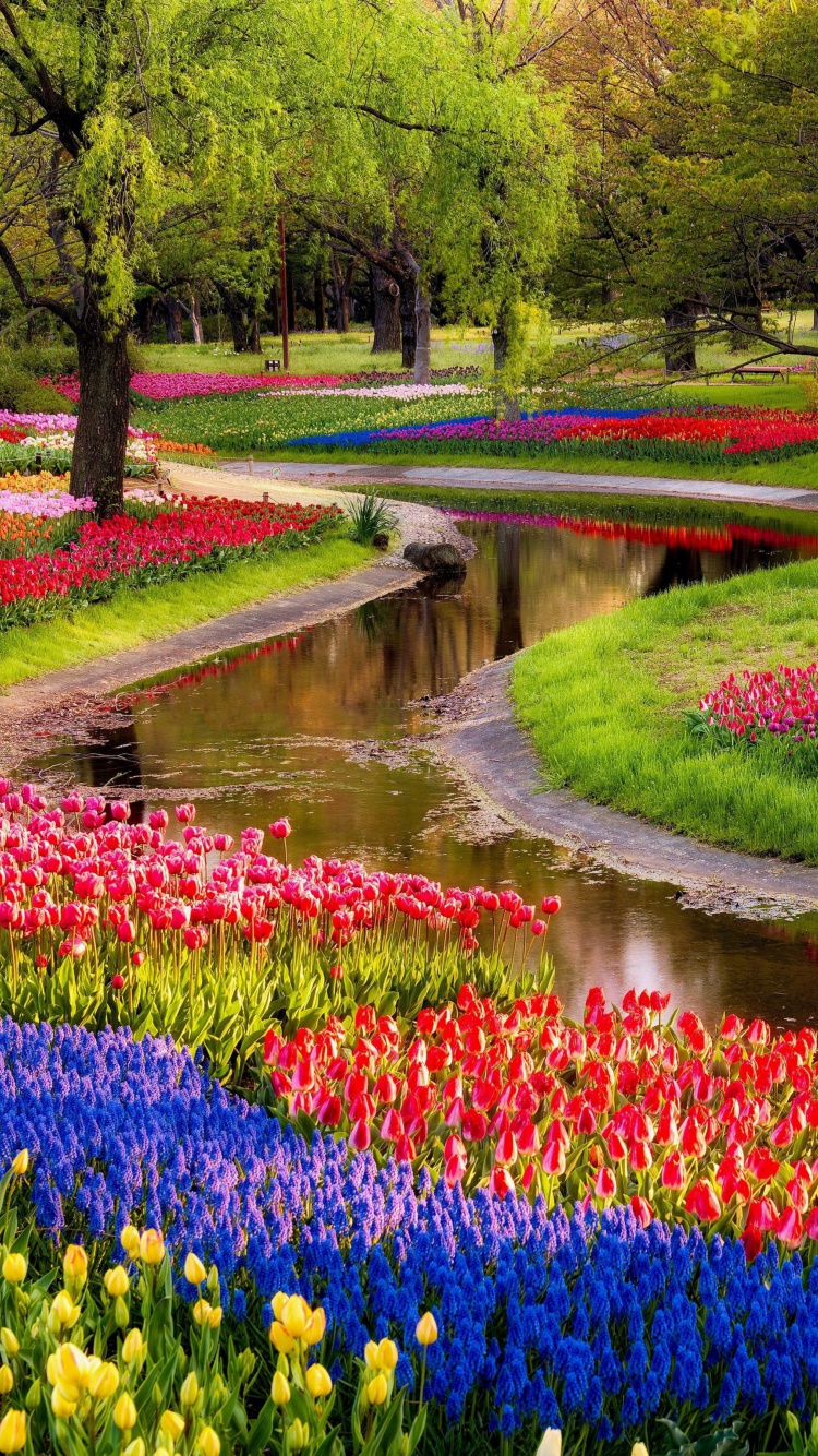 Tulips and Muscari Spring Park wallpaper 750x1334