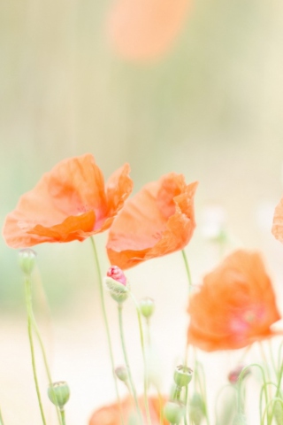 Poppies wallpaper 320x480