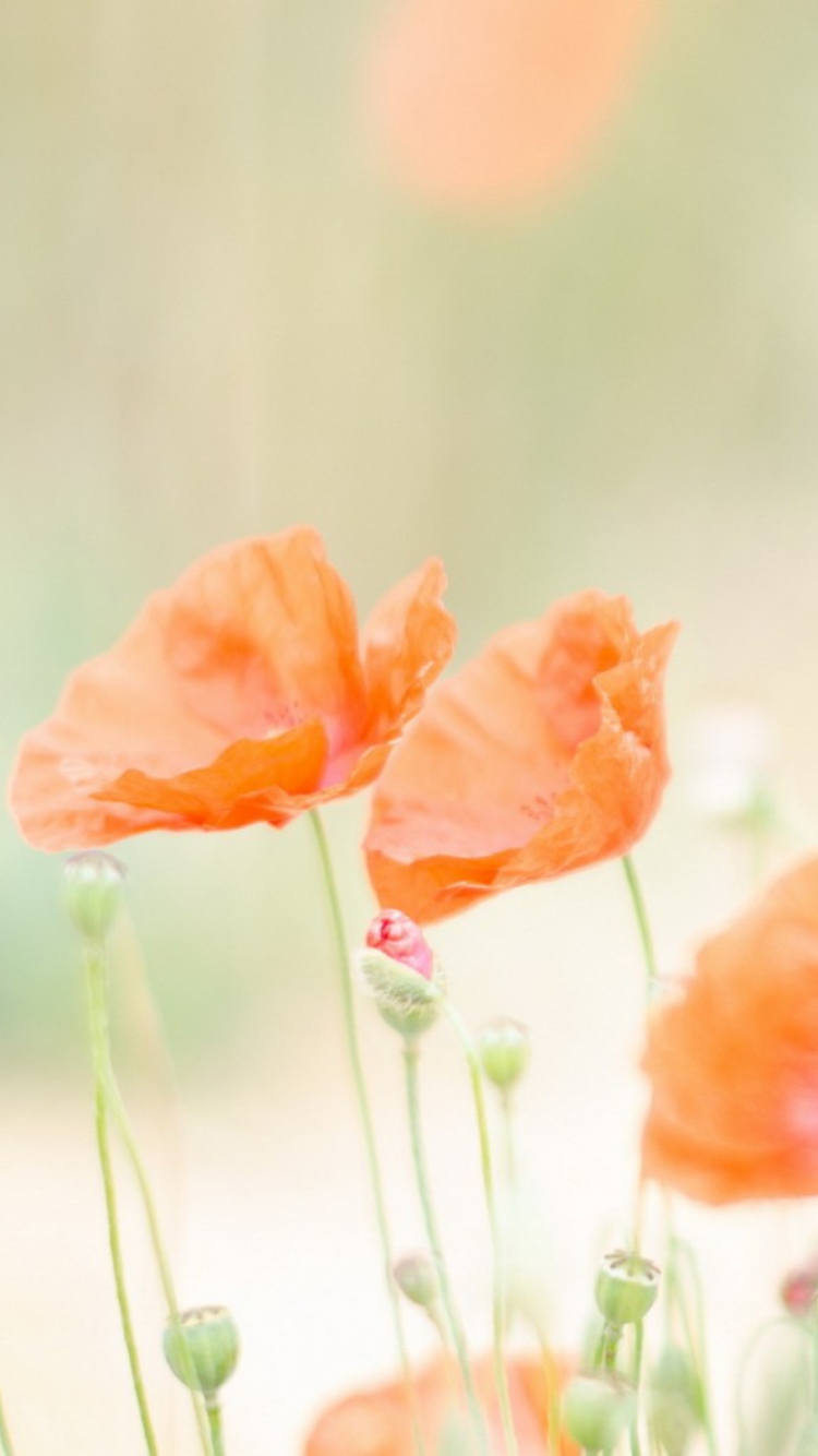 Das Poppies Wallpaper 750x1334