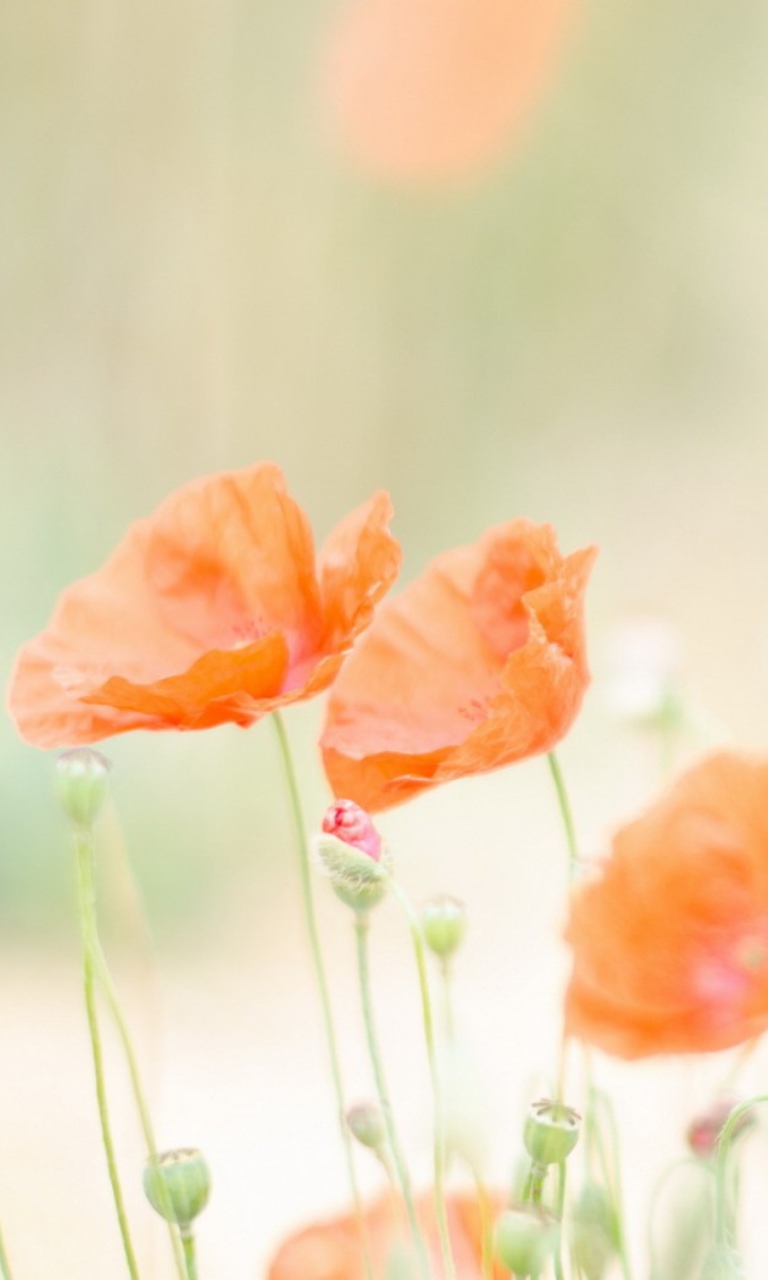 Sfondi Poppies 768x1280