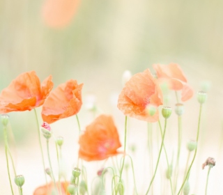 Poppies - Fondos de pantalla gratis para 1024x1024