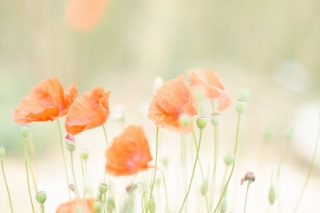 Poppies - Fondos de pantalla gratis para Fullscreen Desktop 1280x1024