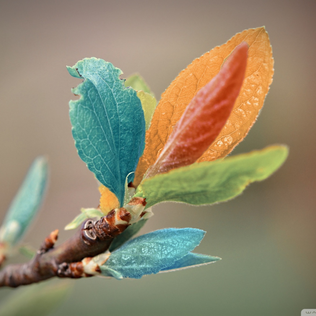 Sfondi Spring Leaves Macro 1024x1024