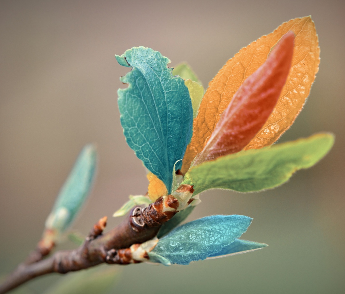 Sfondi Spring Leaves Macro 1200x1024