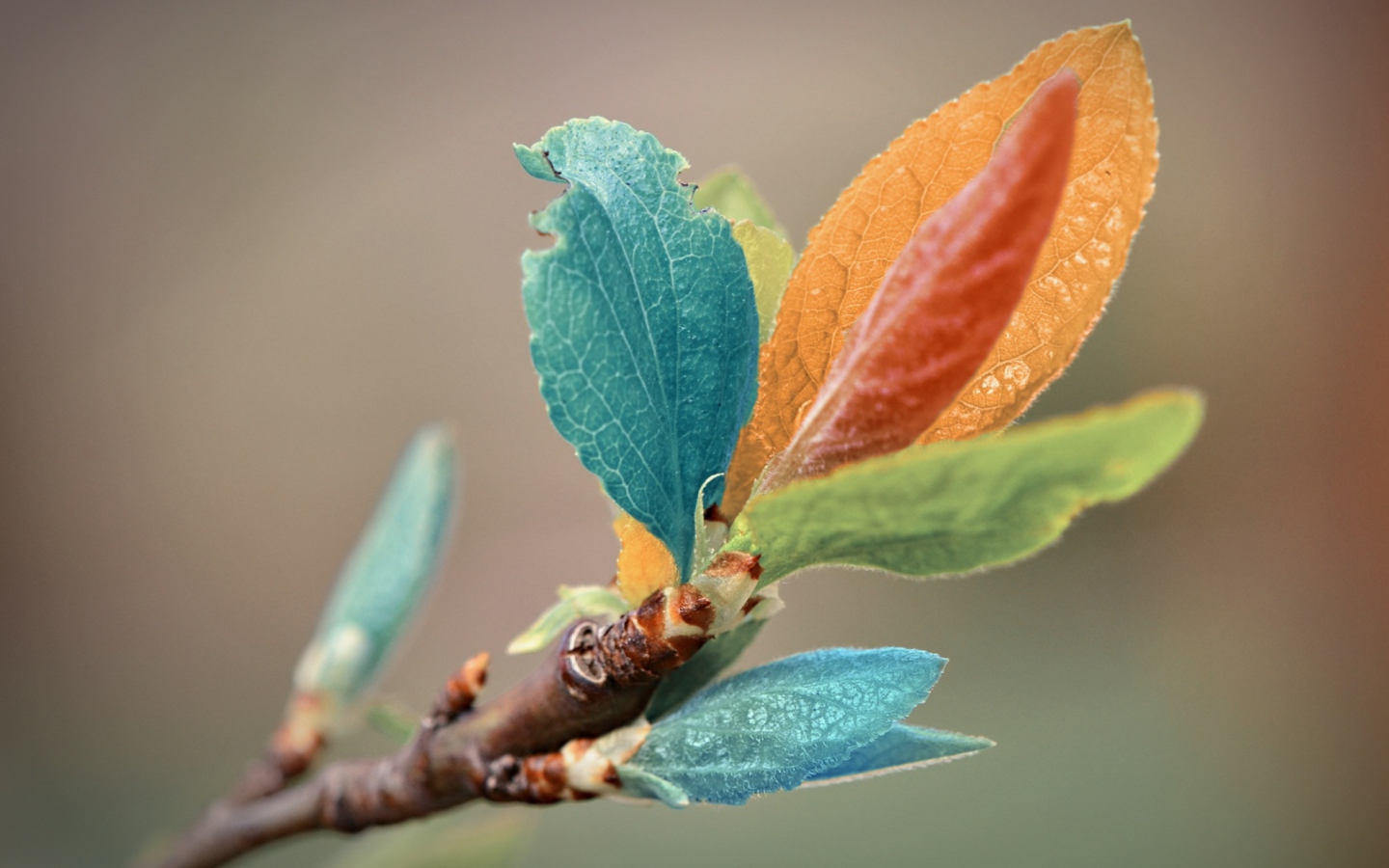 Das Spring Leaves Macro Wallpaper 1440x900