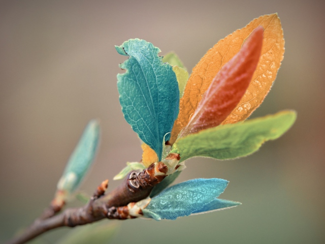 Das Spring Leaves Macro Wallpaper 640x480