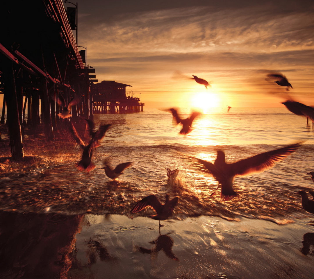 Das Seagulls In California Beach Wallpaper 1080x960