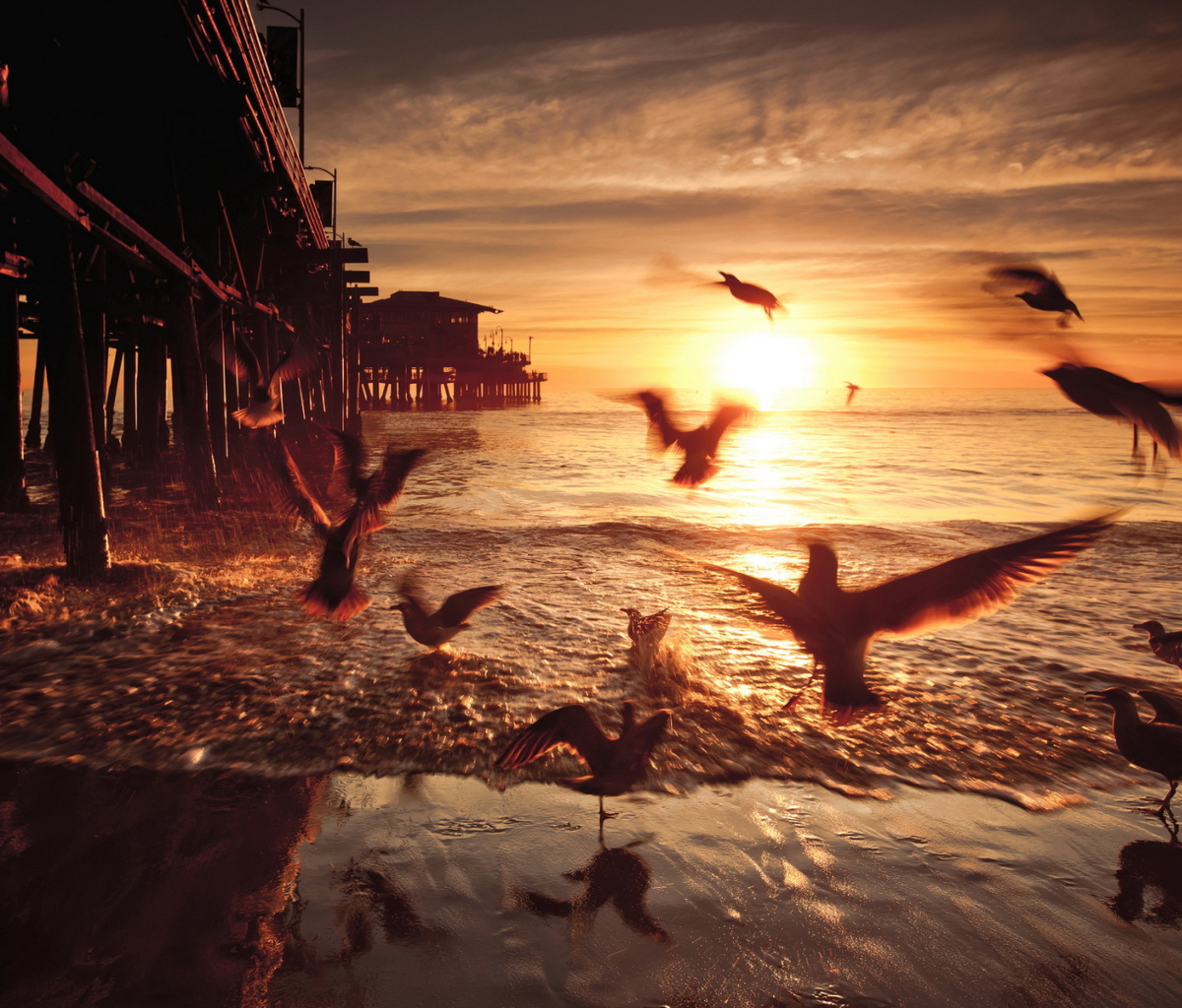 Seagulls In California Beach wallpaper 1200x1024