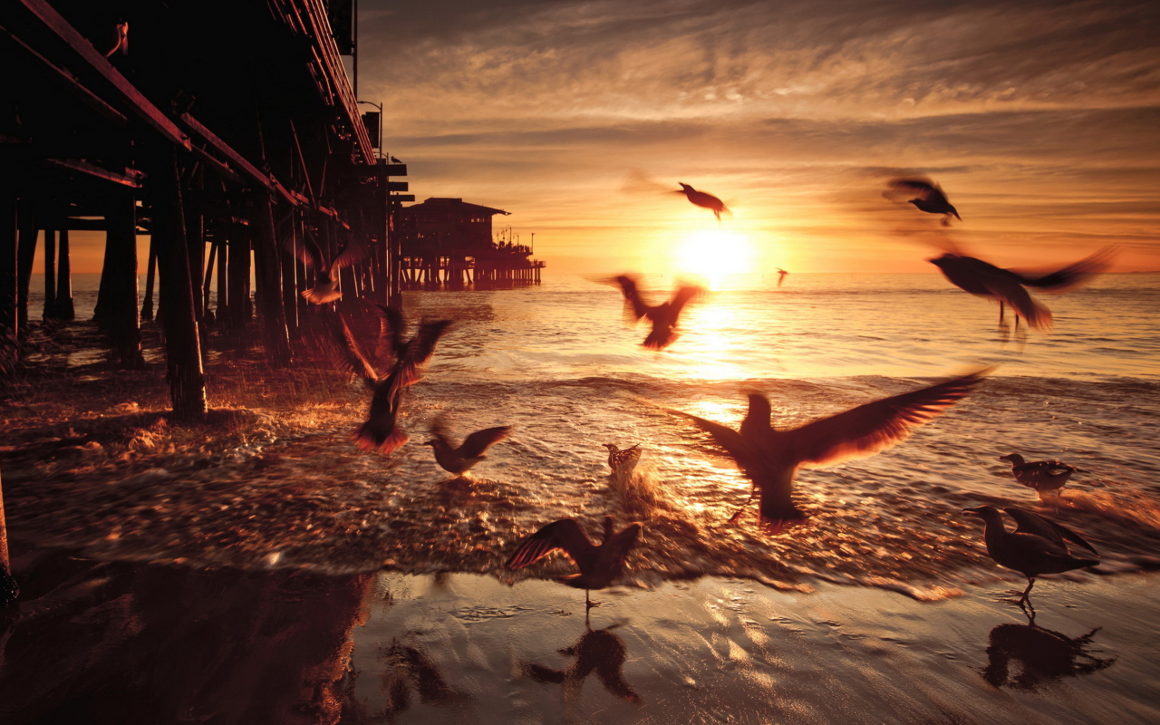 Seagulls In California Beach wallpaper 1280x800