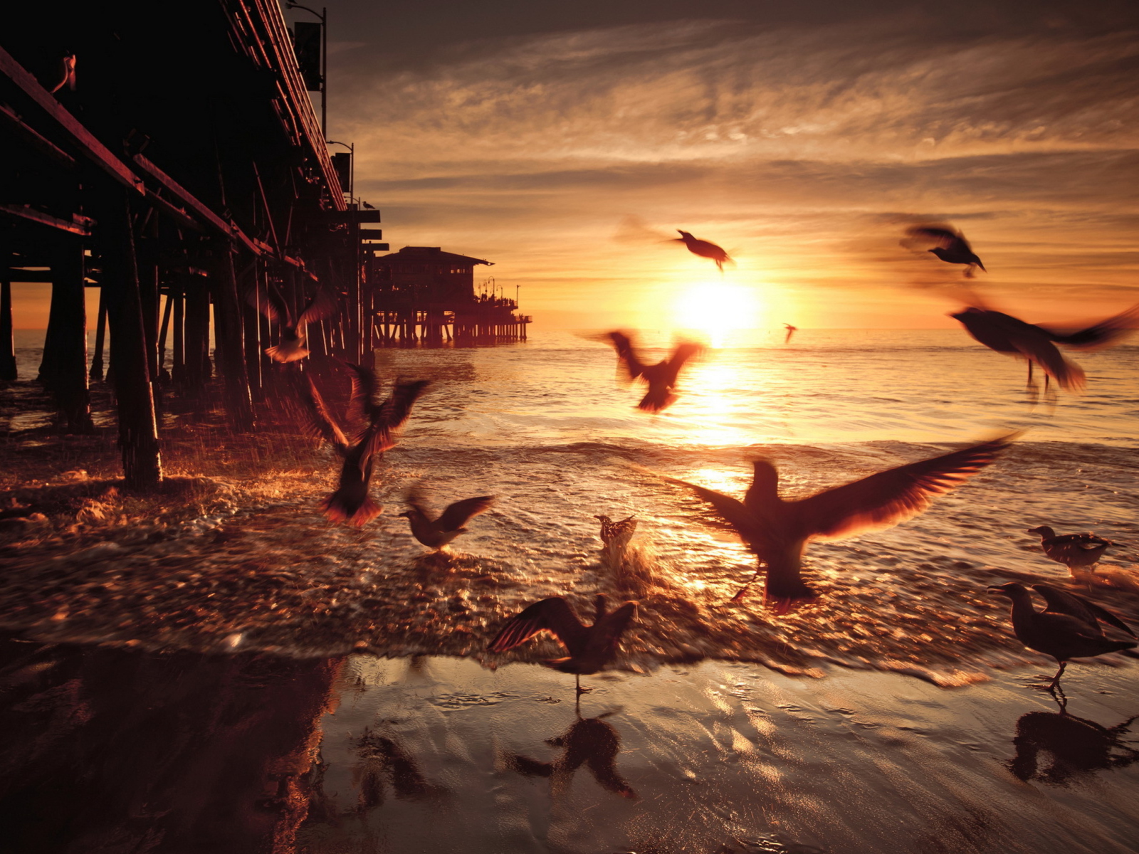 Seagulls In California Beach screenshot #1 1600x1200