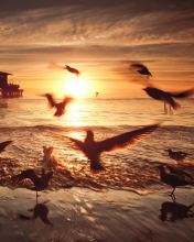 Seagulls In California Beach screenshot #1 176x220
