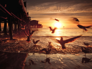 Das Seagulls In California Beach Wallpaper 320x240