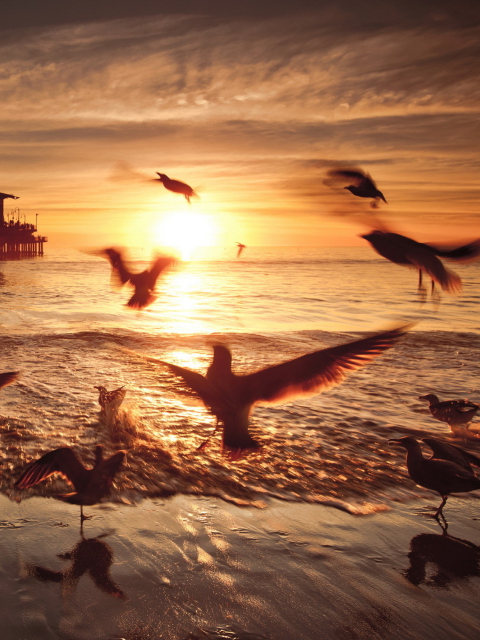 Das Seagulls In California Beach Wallpaper 480x640