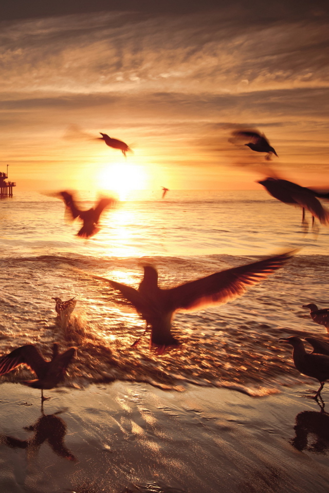 Das Seagulls In California Beach Wallpaper 640x960