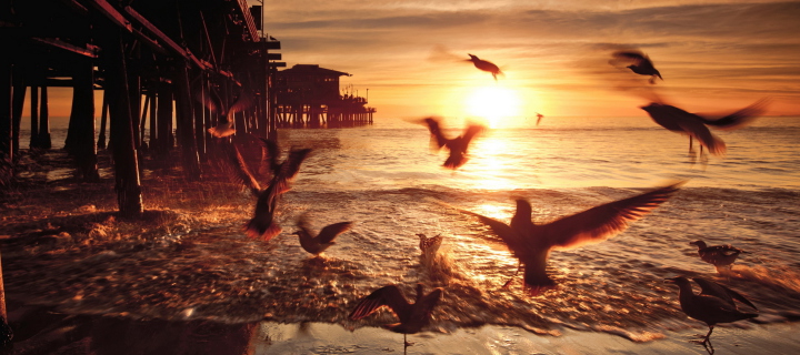 Das Seagulls In California Beach Wallpaper 720x320