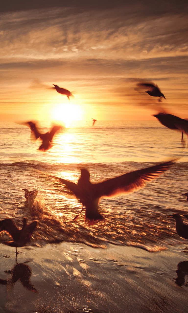 Das Seagulls In California Beach Wallpaper 768x1280