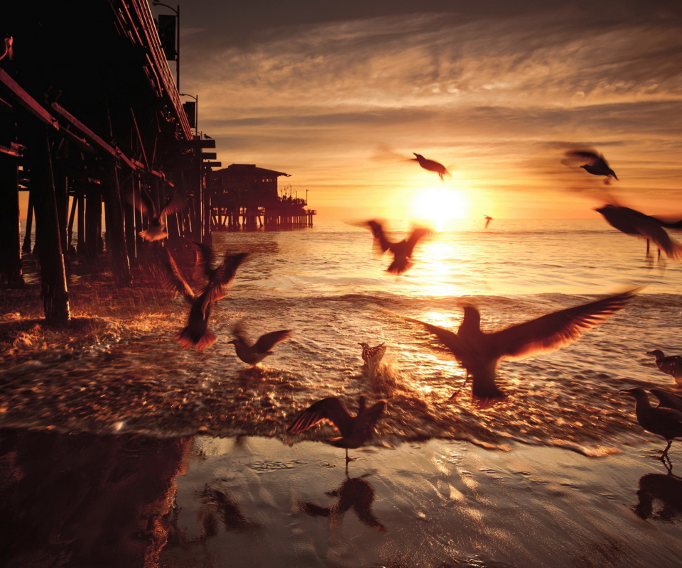 Seagulls In California Beach screenshot #1 960x800