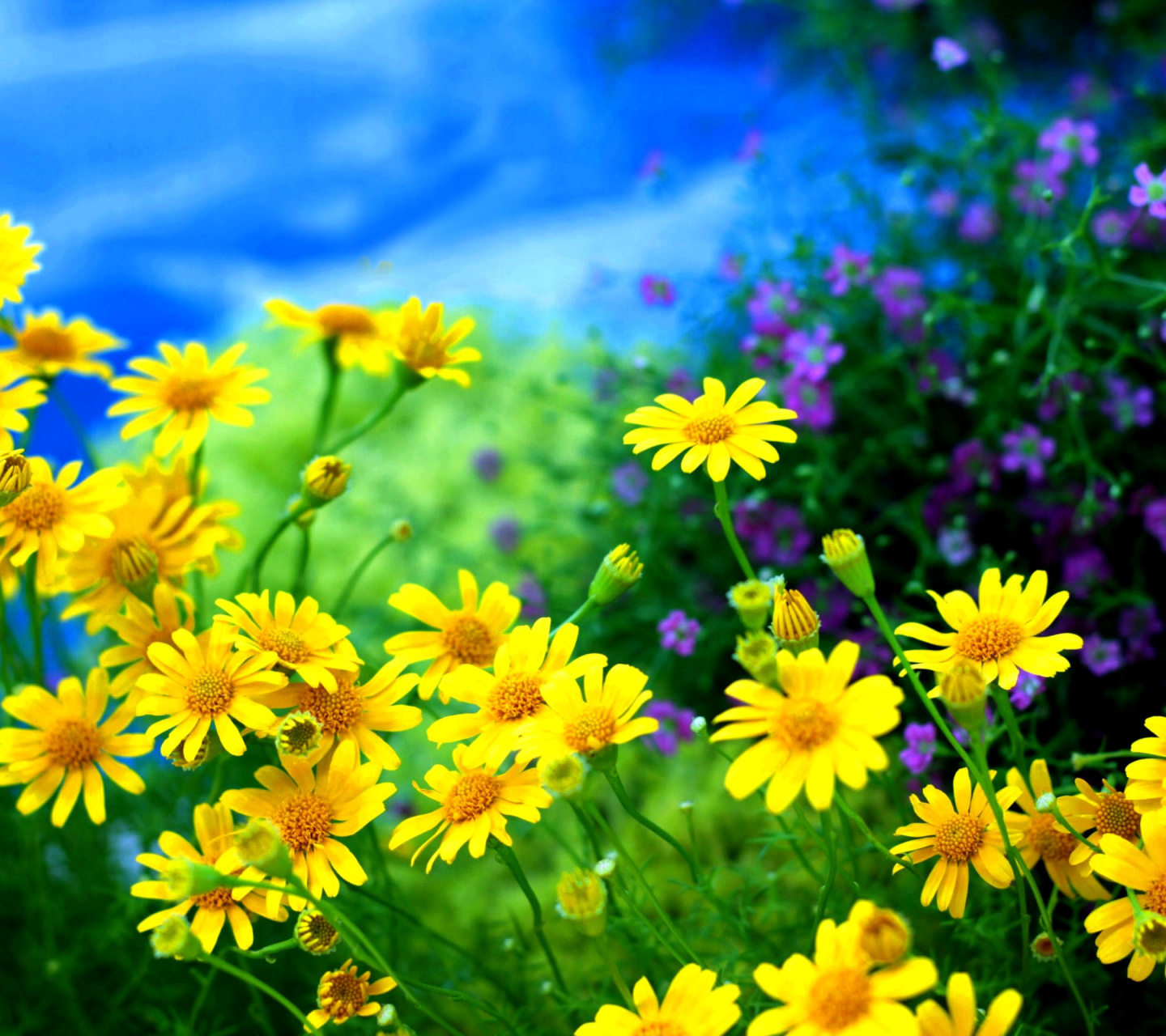 Sfondi Yellow Daisies 1440x1280