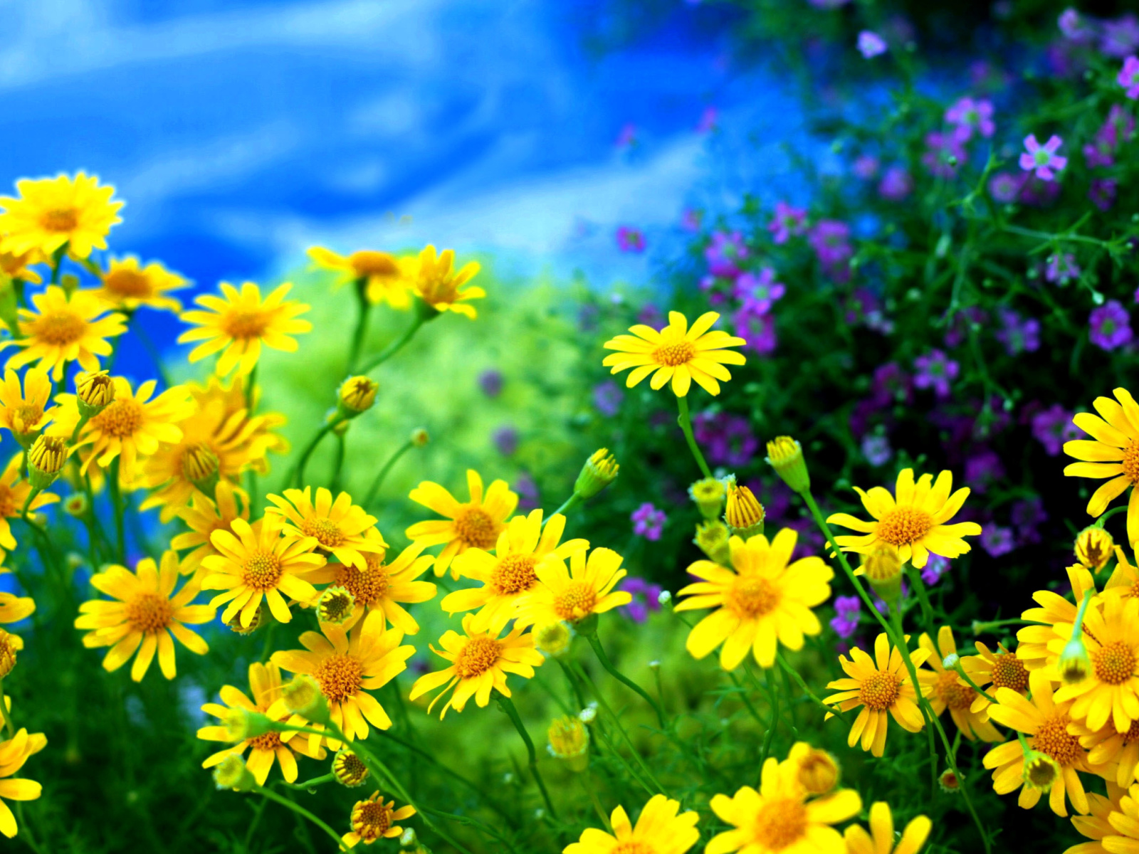 природа желтый цветок бессмертник без смс