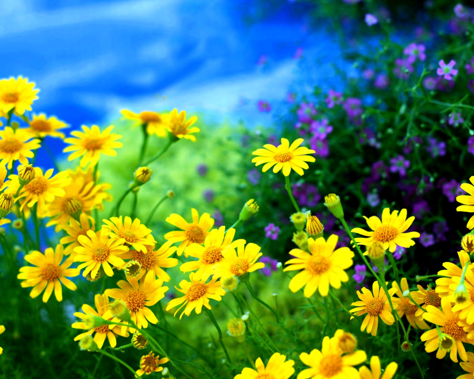 Yellow Daisies screenshot #1 1600x1280