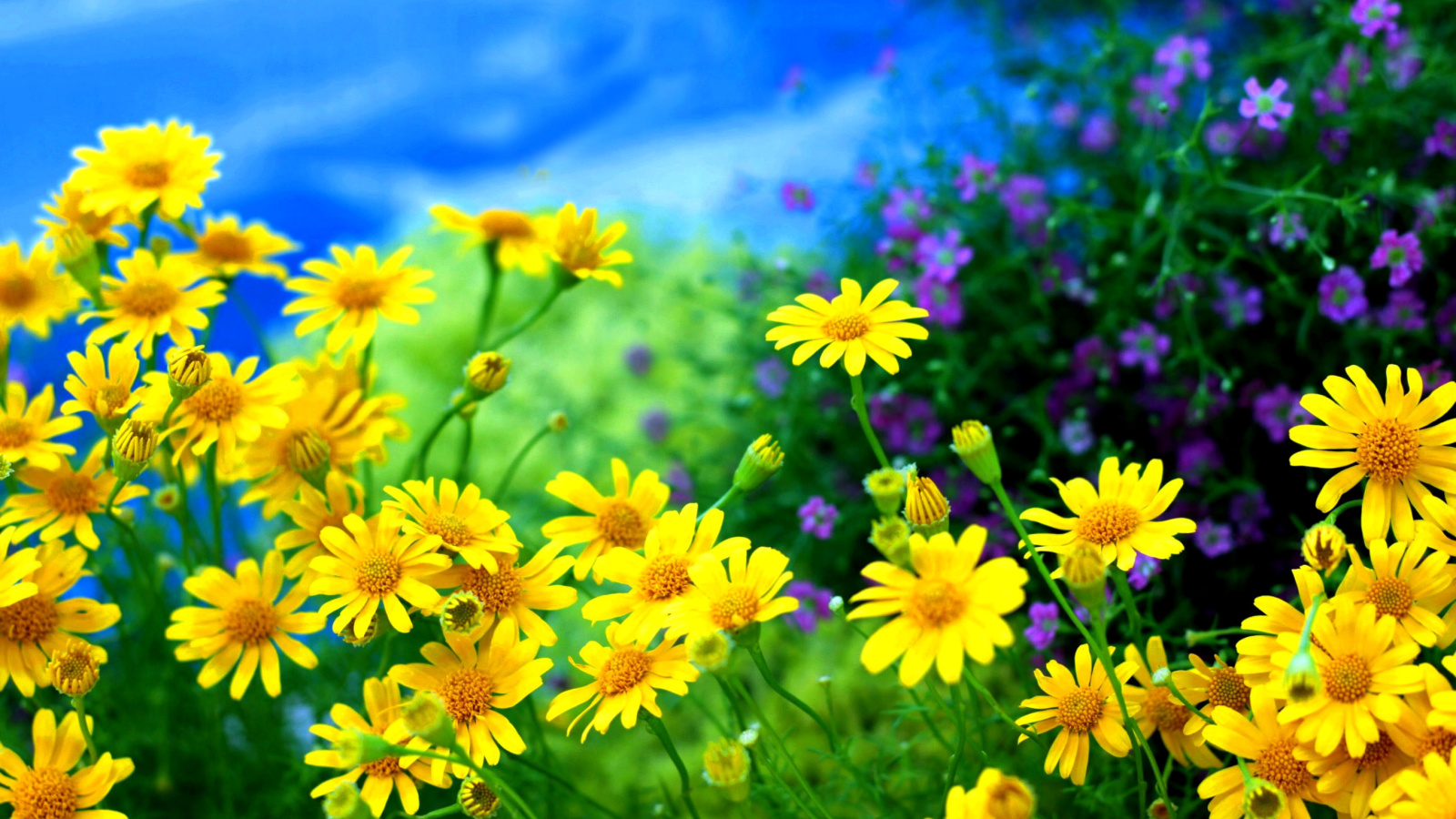 Yellow Daisies screenshot #1 1600x900