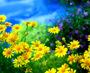 Screenshot №1 pro téma Yellow Daisies 176x144