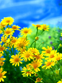 Fondo de pantalla Yellow Daisies 240x320